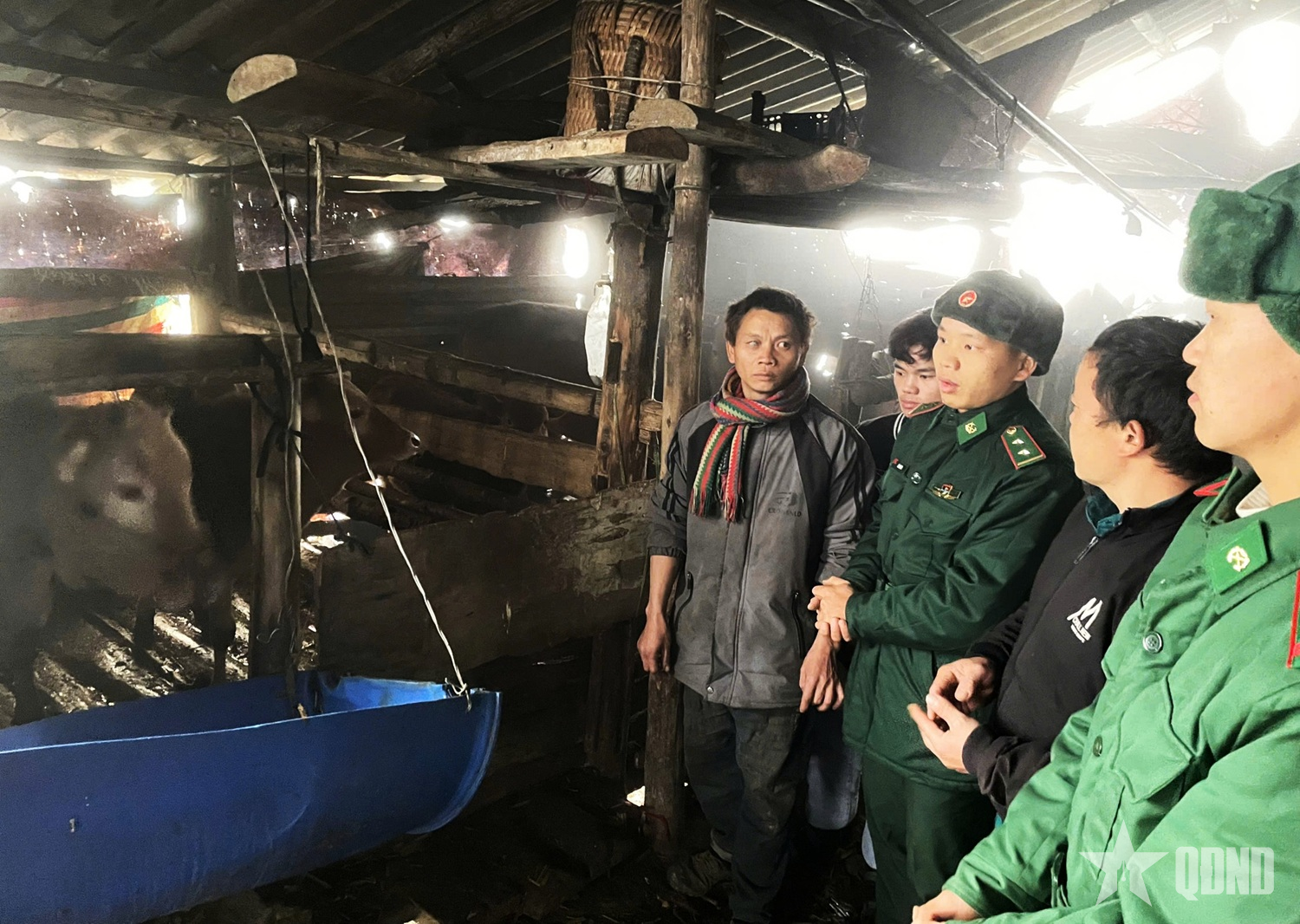 Sơn Vĩ (Tuyên Quang): Bộ đội giúp đồng bào chống rét cho gia súc
